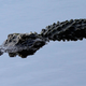 Illustration for article titled 9-Year-Old Takes On 400-pound Alligator and Wins